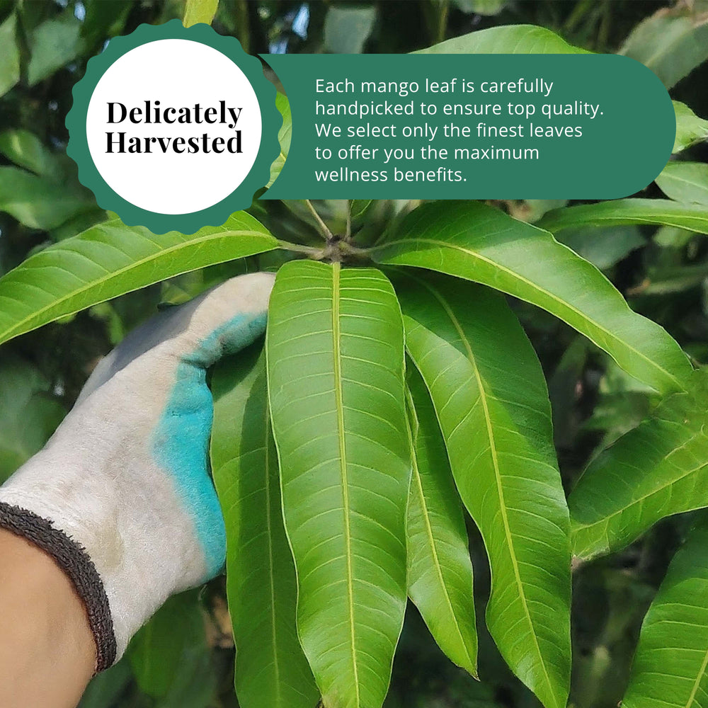
                  
                    Delicately harvested fresh mango leaves
                  
                