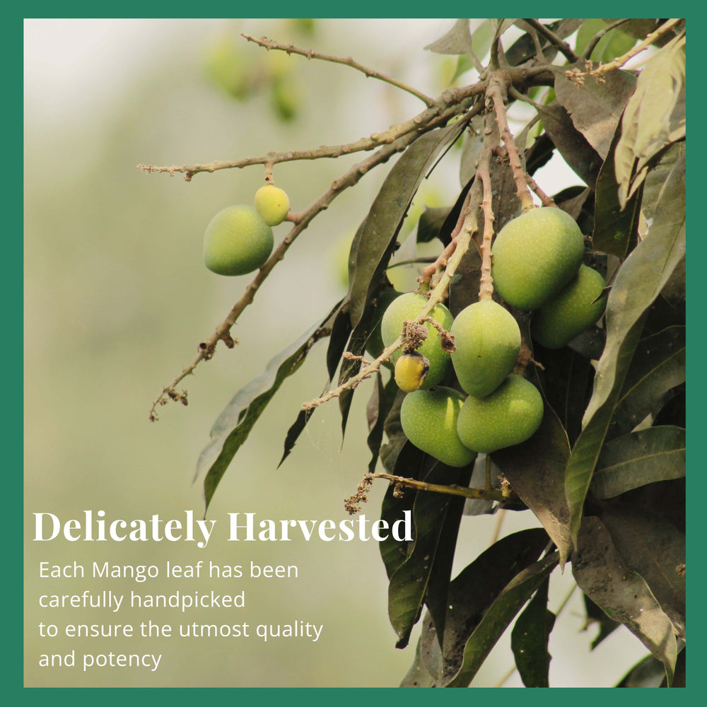 
                  
                    Delicately Harvested : Each Mango Leaf Has been carefully handpicked to ensure the utmost quality and potency
                  
                