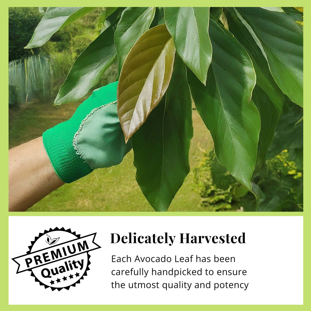 
                  
                    Akshit grows our Avocado trees naturally using sustainable farming methods to retain the natural nutrients of these loose leaves. We carefully chooses the finest fresh Avocado leaves based on color, shape and size.
                  
                