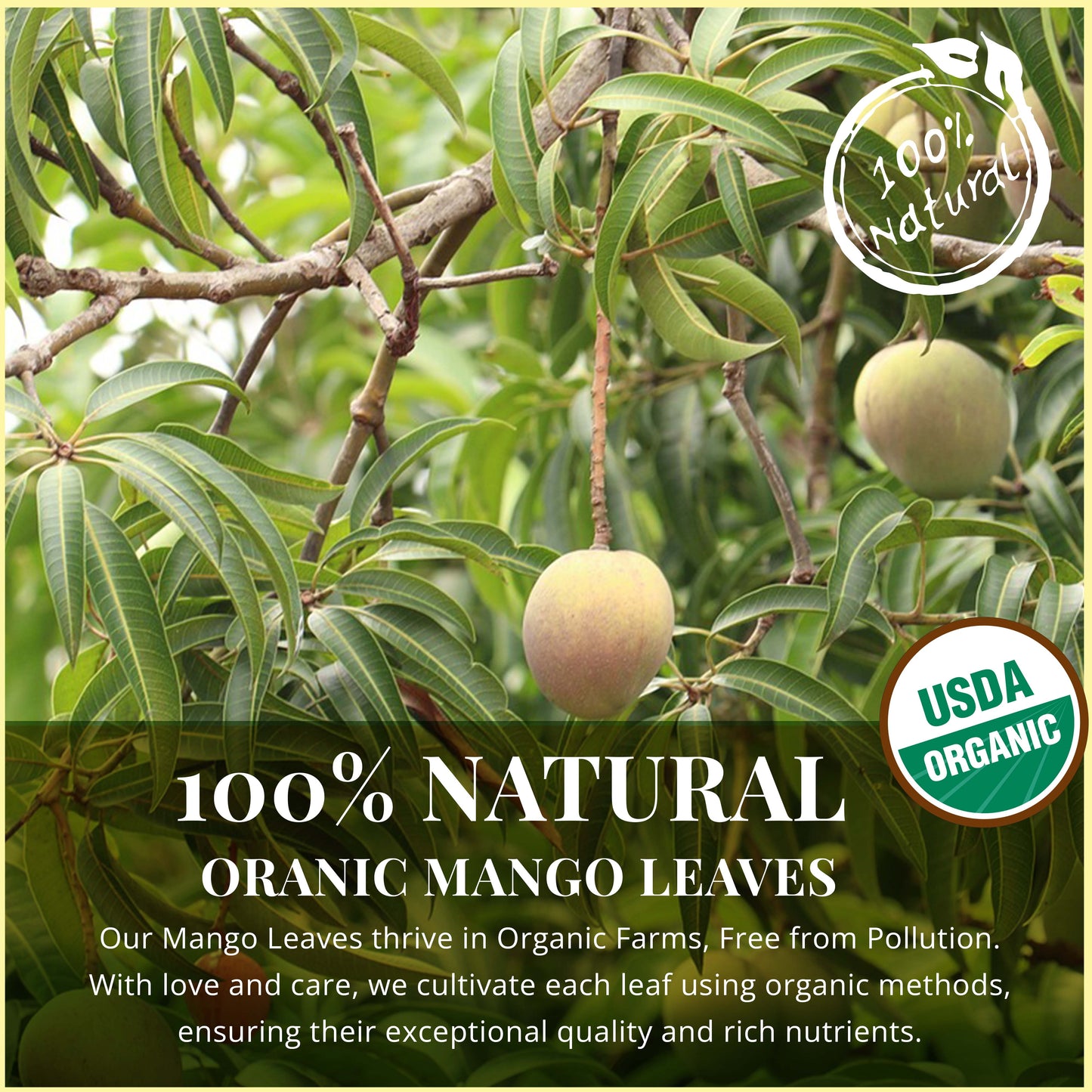 
                  
                    100% NATURAL ORGANIC MANGO LEAVES - Our Mango leaves thrive in Organic Farms, Free from pollutions, with love and care, We cultivate each leaf using methods, ensuring their exceptional quality and rich nutrients.
                  
                