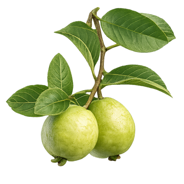 Guava Leaves