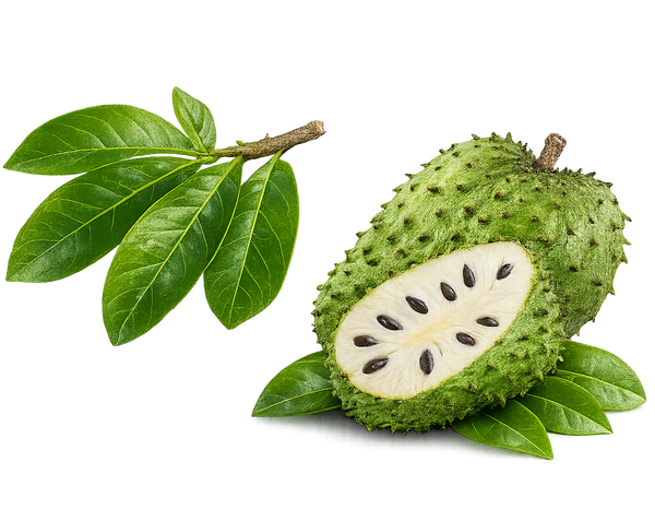 Soursop Leaves