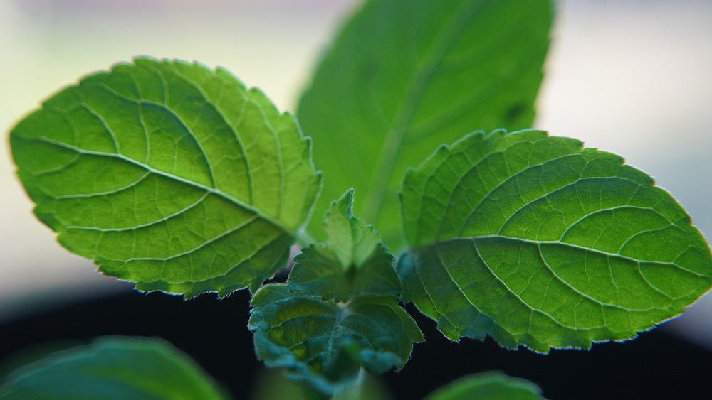 Akshar herbs and spices 