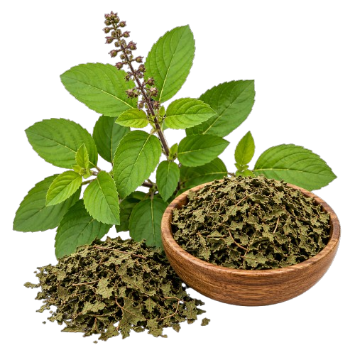 Tulsi (Holy Basil)
