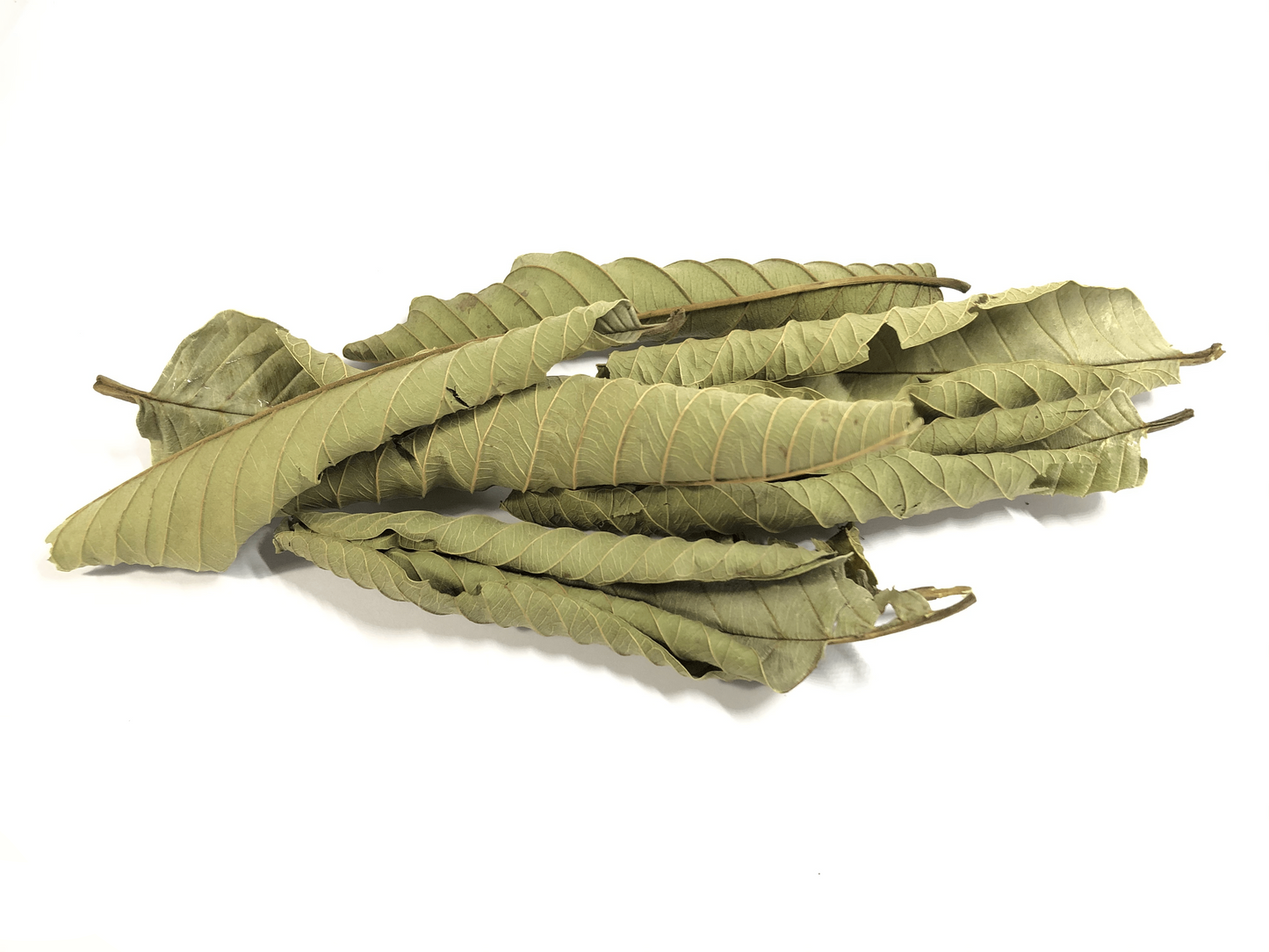 
                  
                     Organic Guava Leaves 2.4 oz I guayaba orgánica hojas I Feuilles de goyave bio 
                  
                