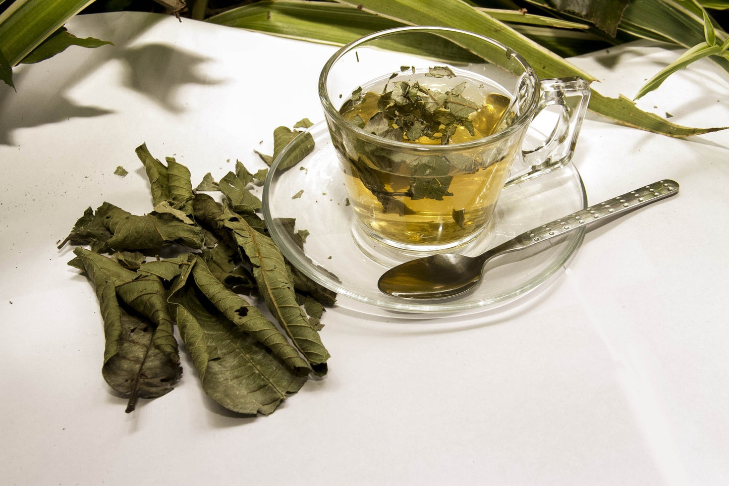 
                  
                     Organic Guava Leaves 2.4 oz I guayaba orgánica hojas I Feuilles de goyave bio 
                  
                