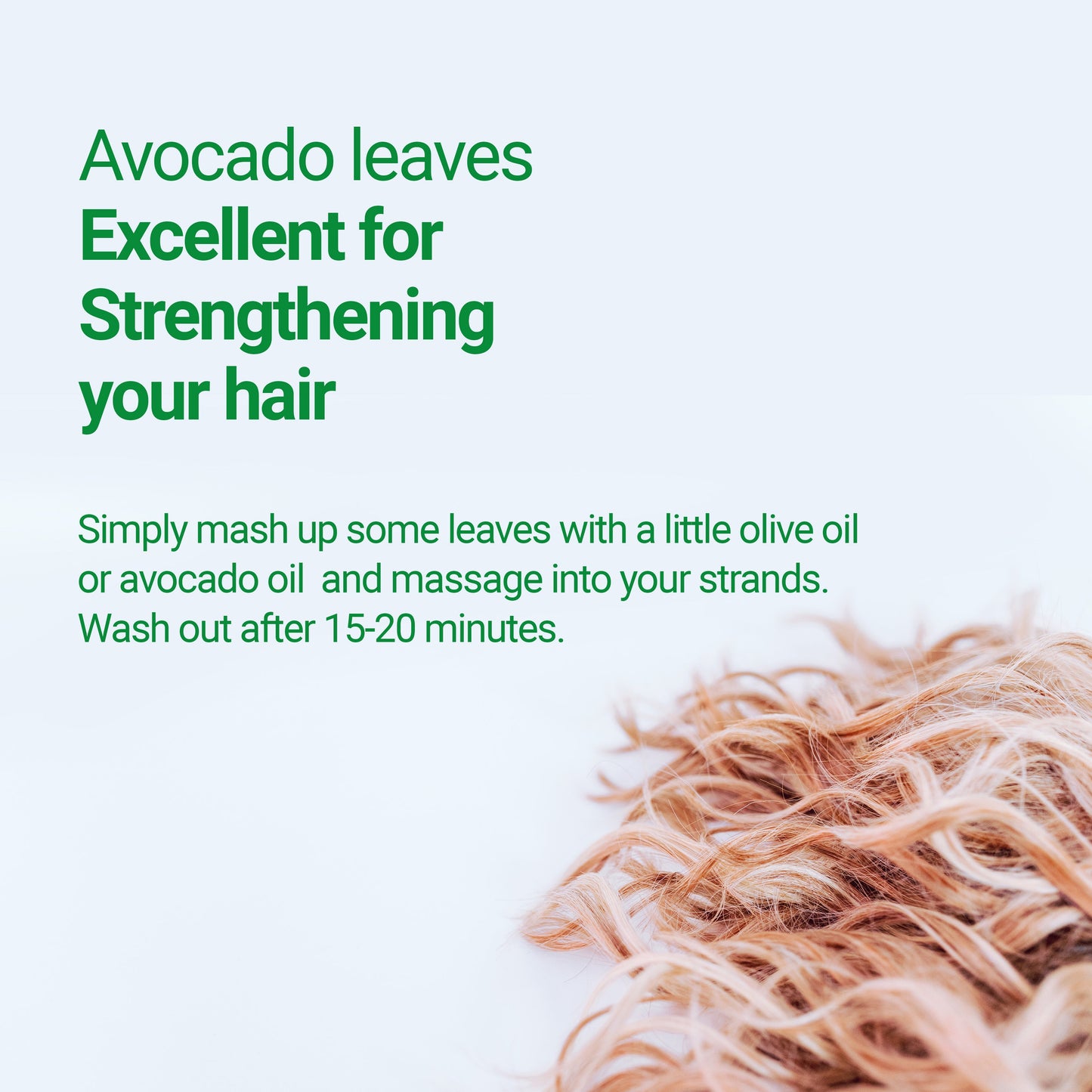 
                  
                    Organic Dried Avocado Leaves, Hojas De Aguacate,100% USDA Certified, Avocado Leaf Tea, Loose Leaf Tea, NON-GMO, caffeine free, vegan, gluten free. 2.6oz (75gm).Makes 28 cups
                  
                