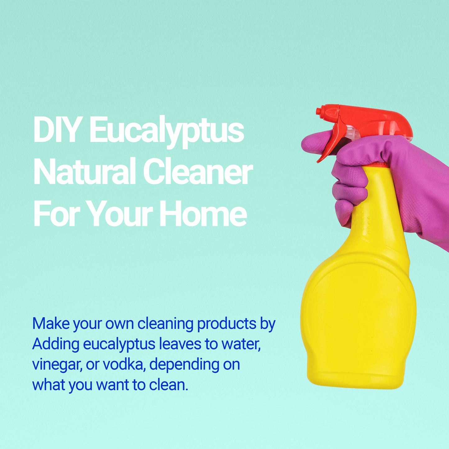 
                  
                    eucalpytus can be used as a natural cleaner  Whole Eucalyptus Citriodora Natural Herbal Leaf| Organic Citriodora Loose Leaf I Non GMO I Vegan I Gluten Free
                  
                