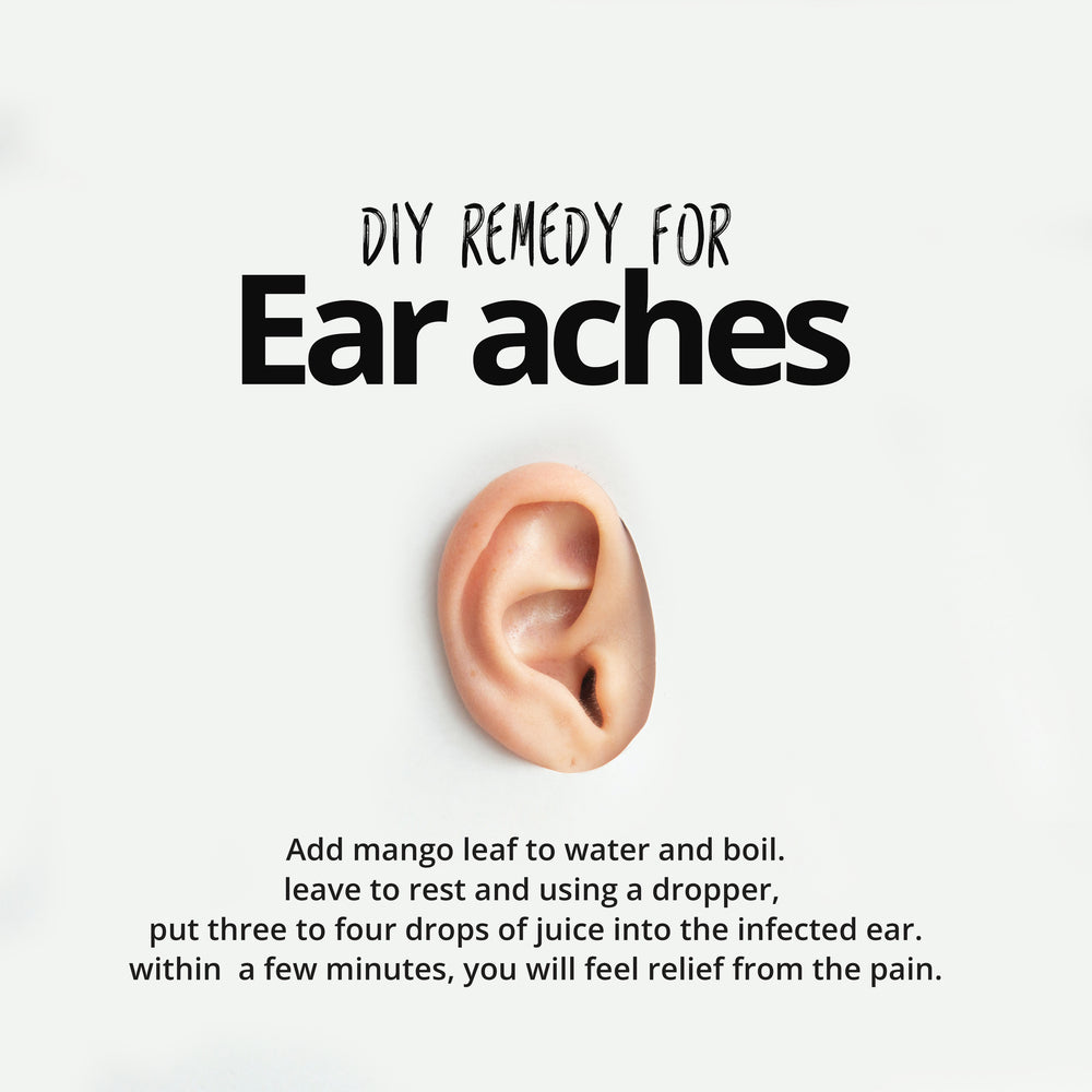 
                  
                    mango leaves prevent ear aches
                  
                