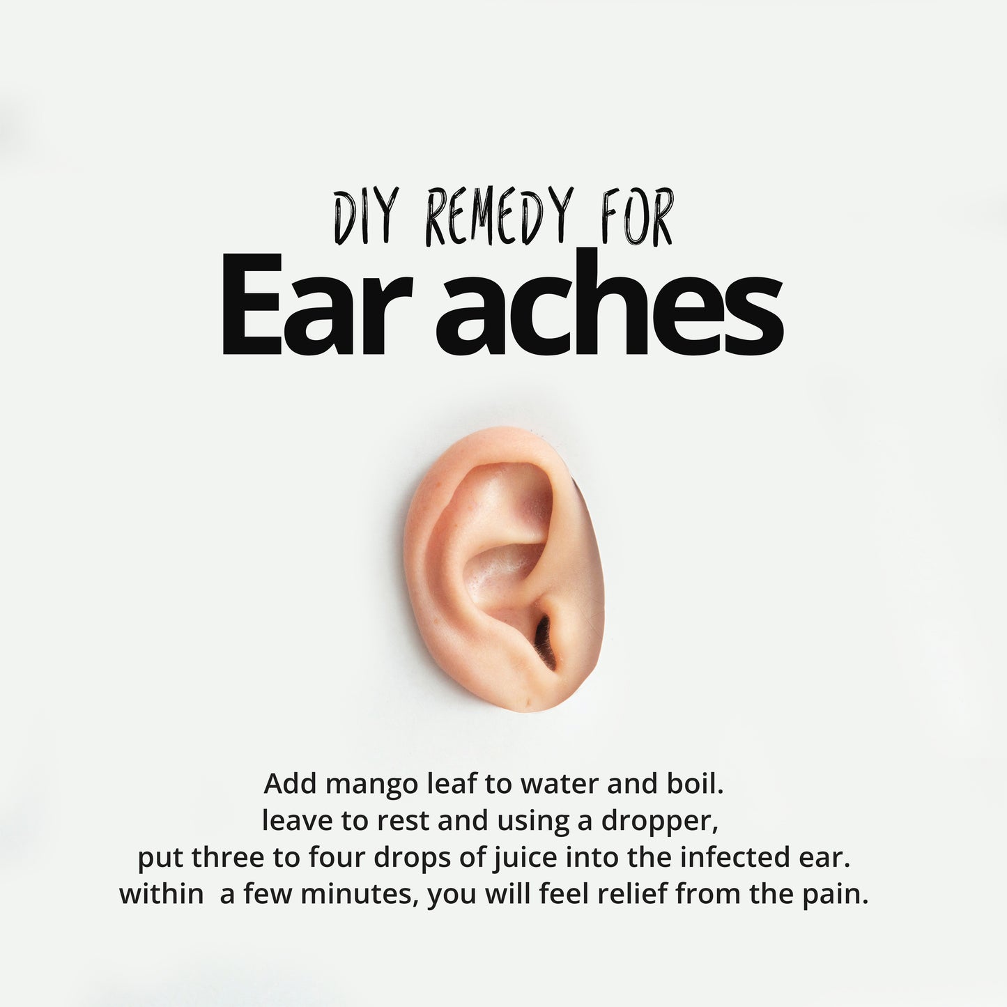 
                  
                    mango leaves prevent ear aches
                  
                