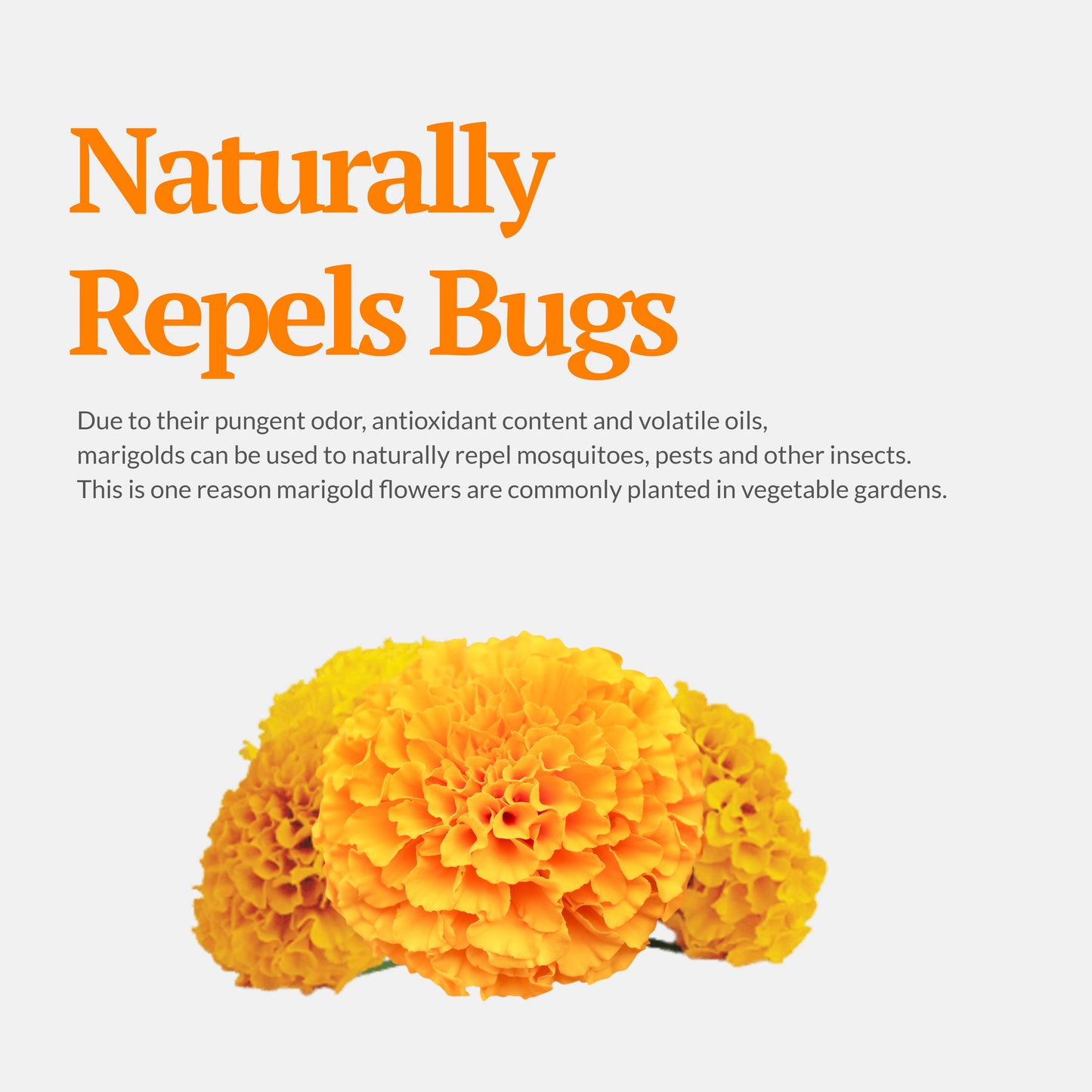 
                  
                    calendula naturally repels bugs : Due to their pungent odor, antioxidant content and violate oils
                  
                